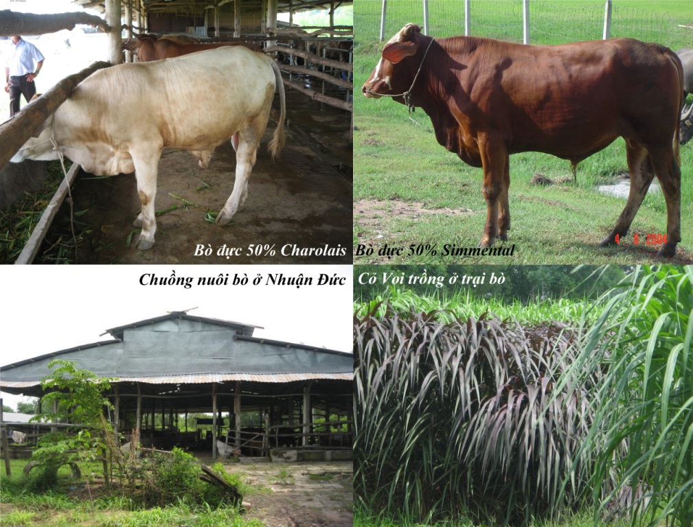Cập nhật 68 về mô hình trồng bắp nuôi bò hay nhất  Tin học Đông Hòa